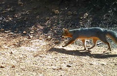Fox at Eagle Peak Ranch