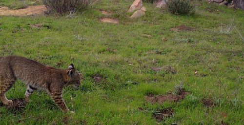 Bobcat
