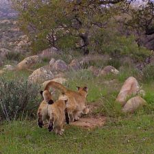 Cougar cubs!