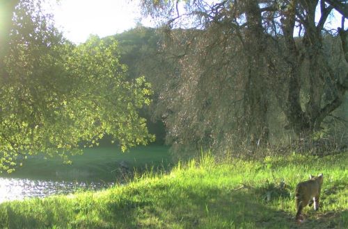 Bobcat along pond at Eagle Peak Ranch