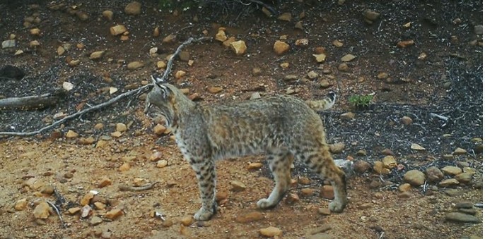 Bobcat image taken by one of our cameras