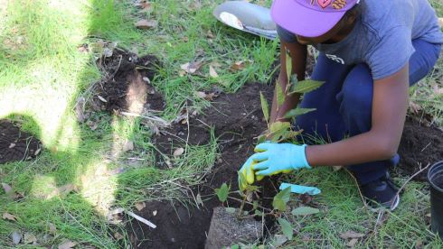 Kid planting a tree