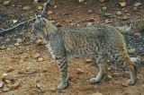 Bobcat