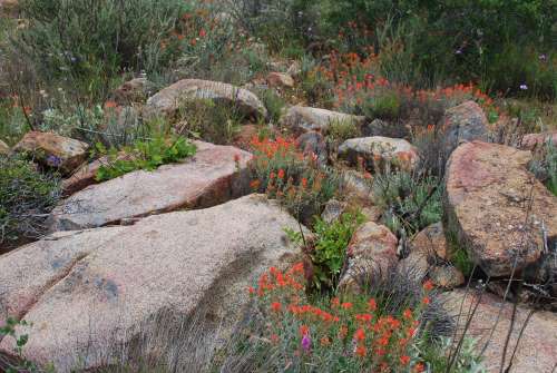 Beautiful spring flowers