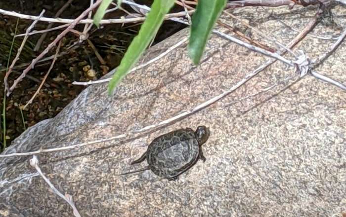 Pond Turtle