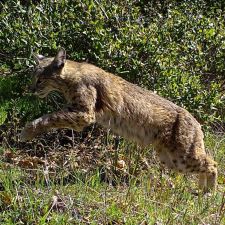 bobcat leaping