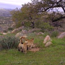 two cougar cubs playing